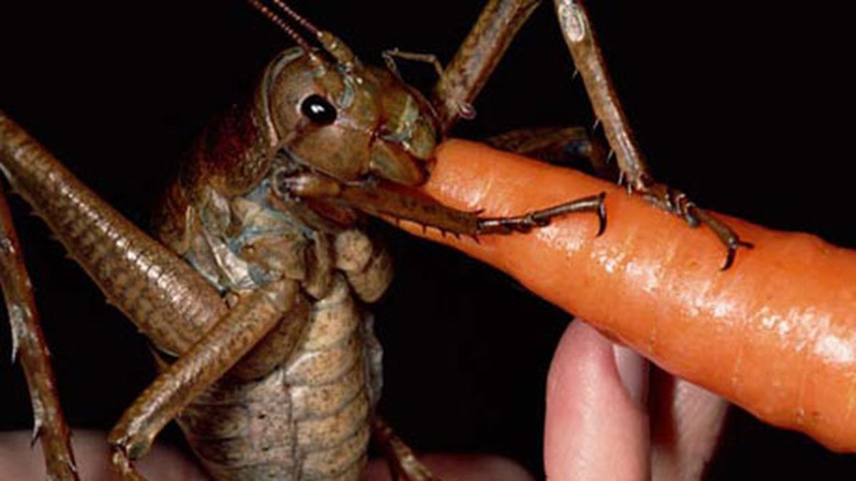 Гигантская Уэта насекомое