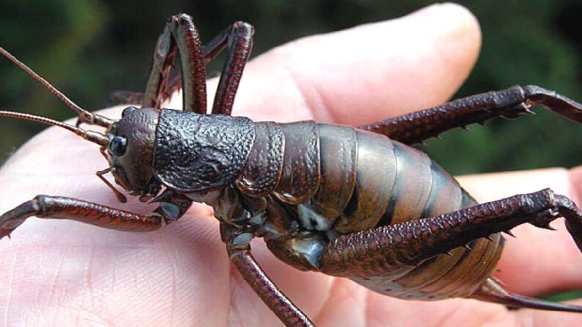 Сверчок Уэта