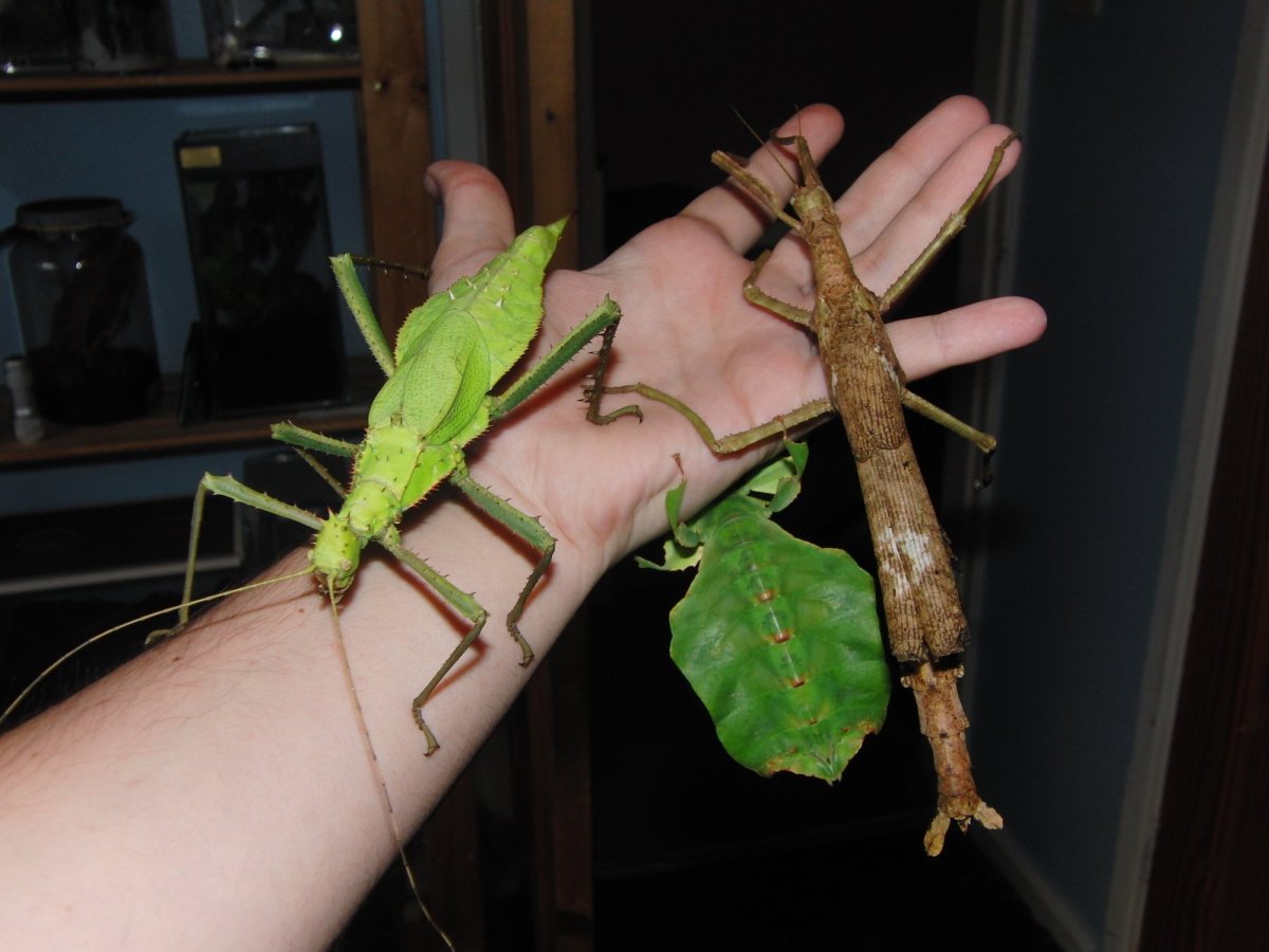 Палочник Голиаф