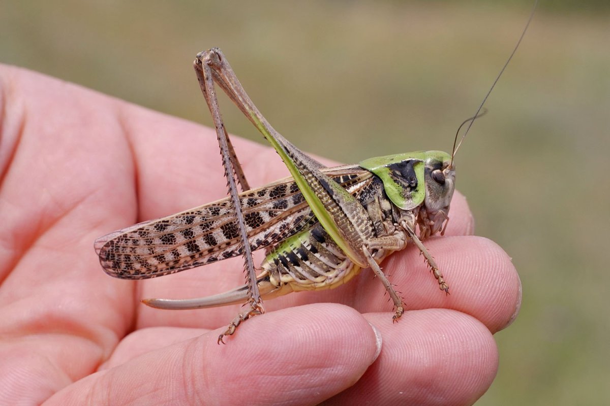Гигантская Уэта кузнечик