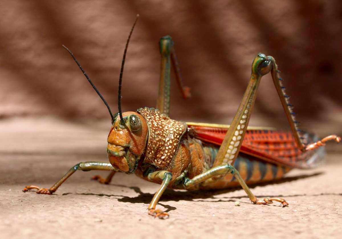 Кузнечик Толстун