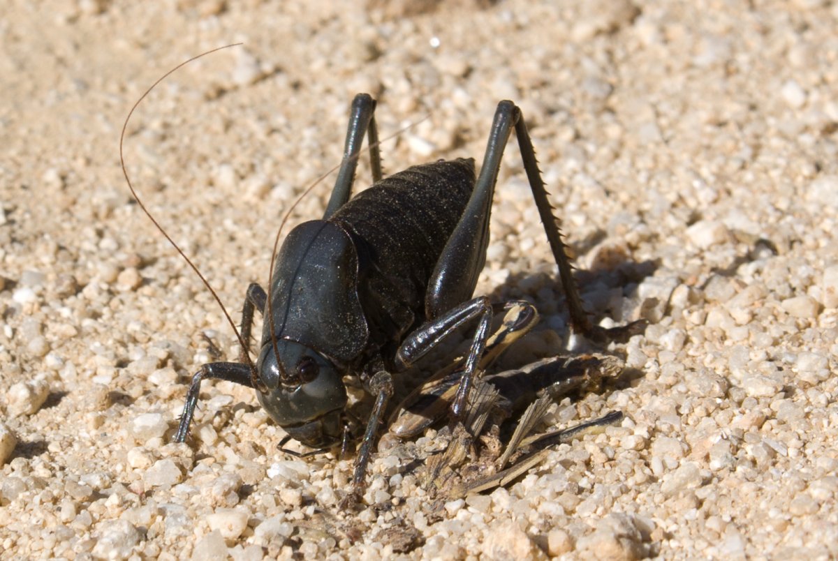 Огромная черная Саранча