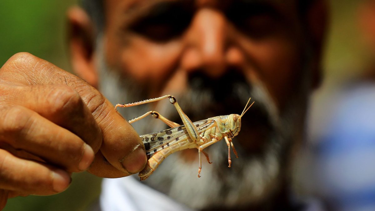 Кадмал индийское насекомое