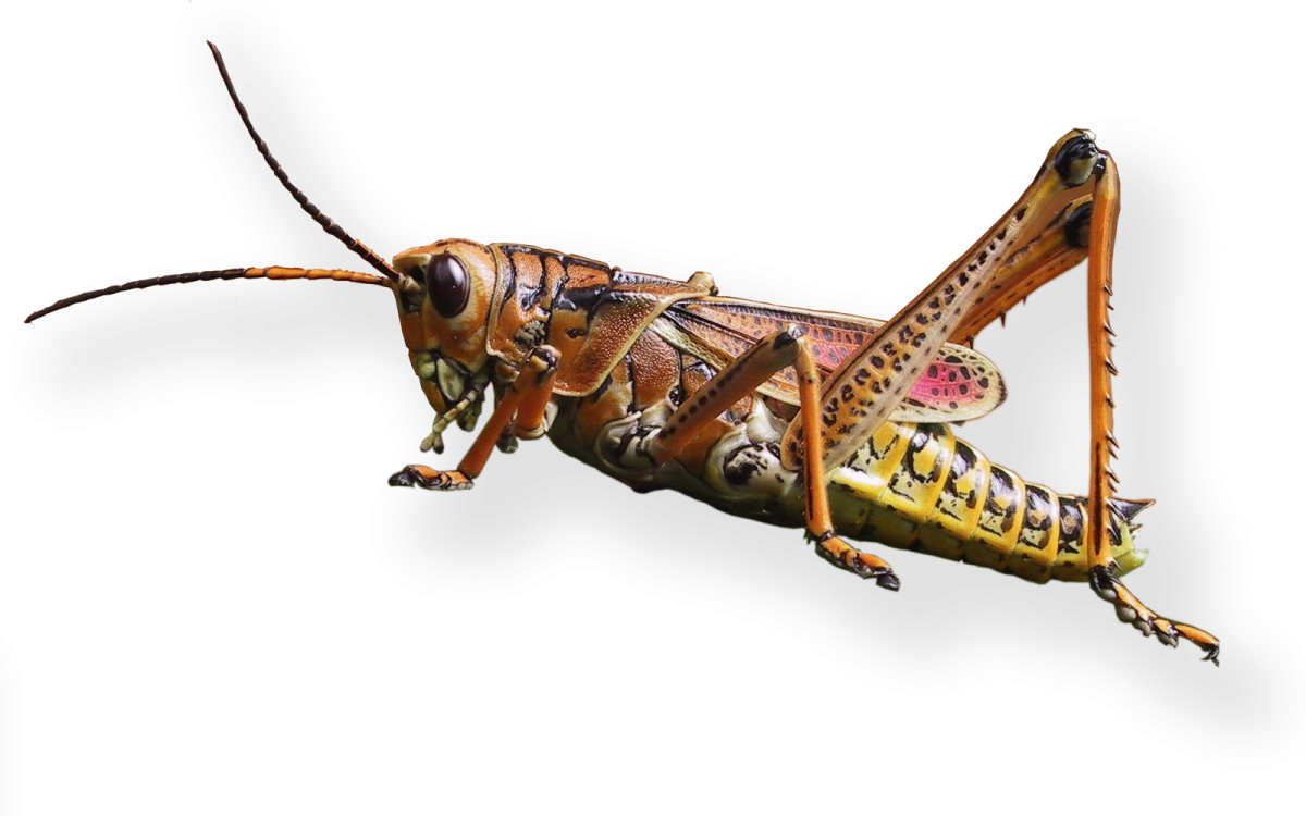 Саранча на белом фоне