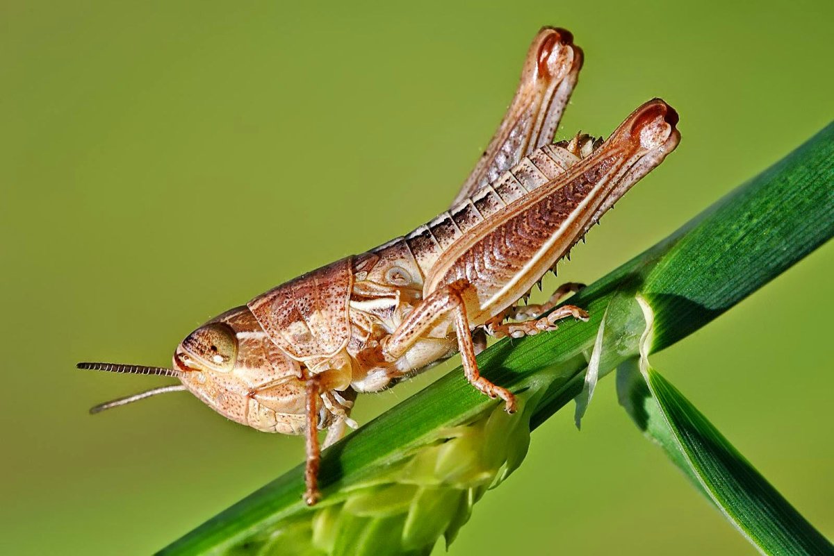 Саранча травоядная