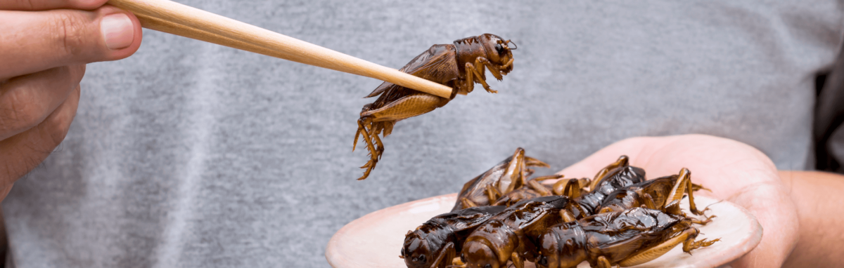 Сверчки в пищу