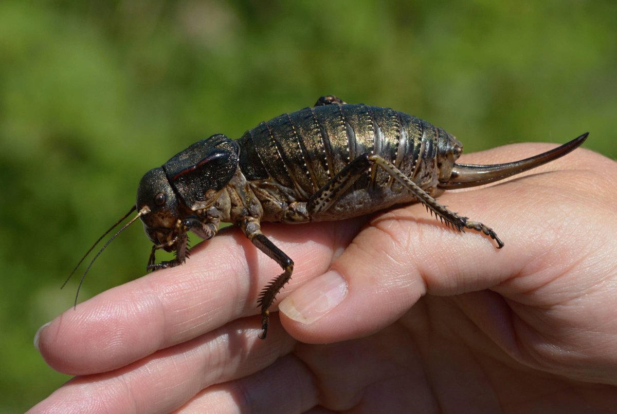 Толстун многобугорчатый