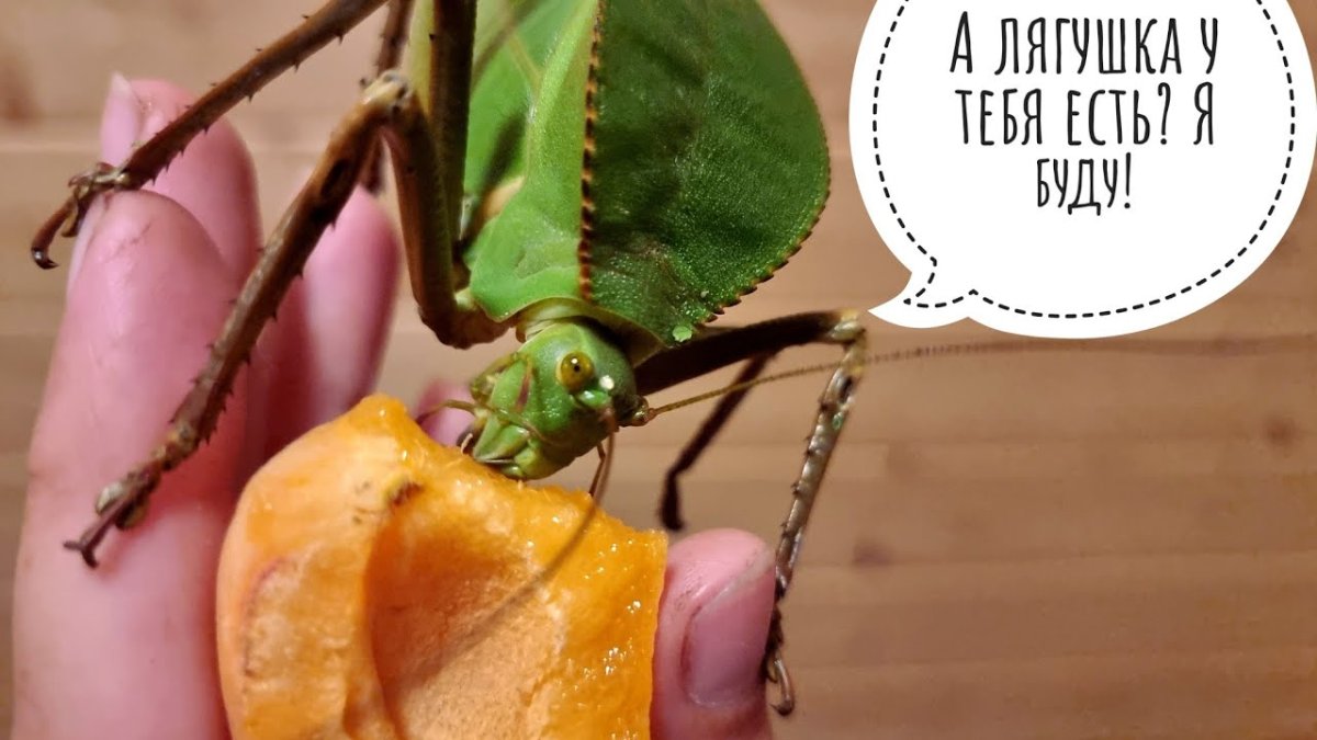 Саранча насекомое