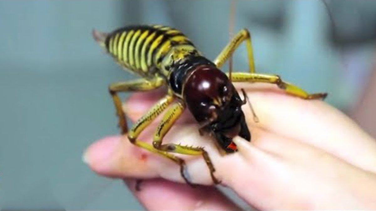 Гигантская Уэта