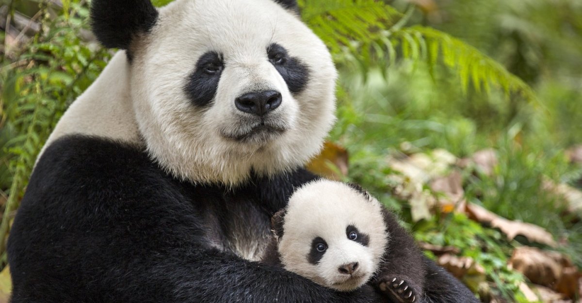 Панда бамбуковый медведь