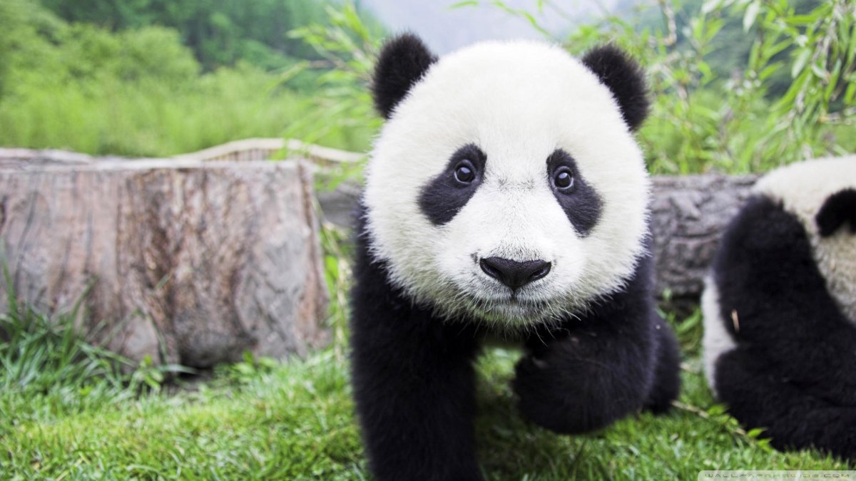 Красная Панда