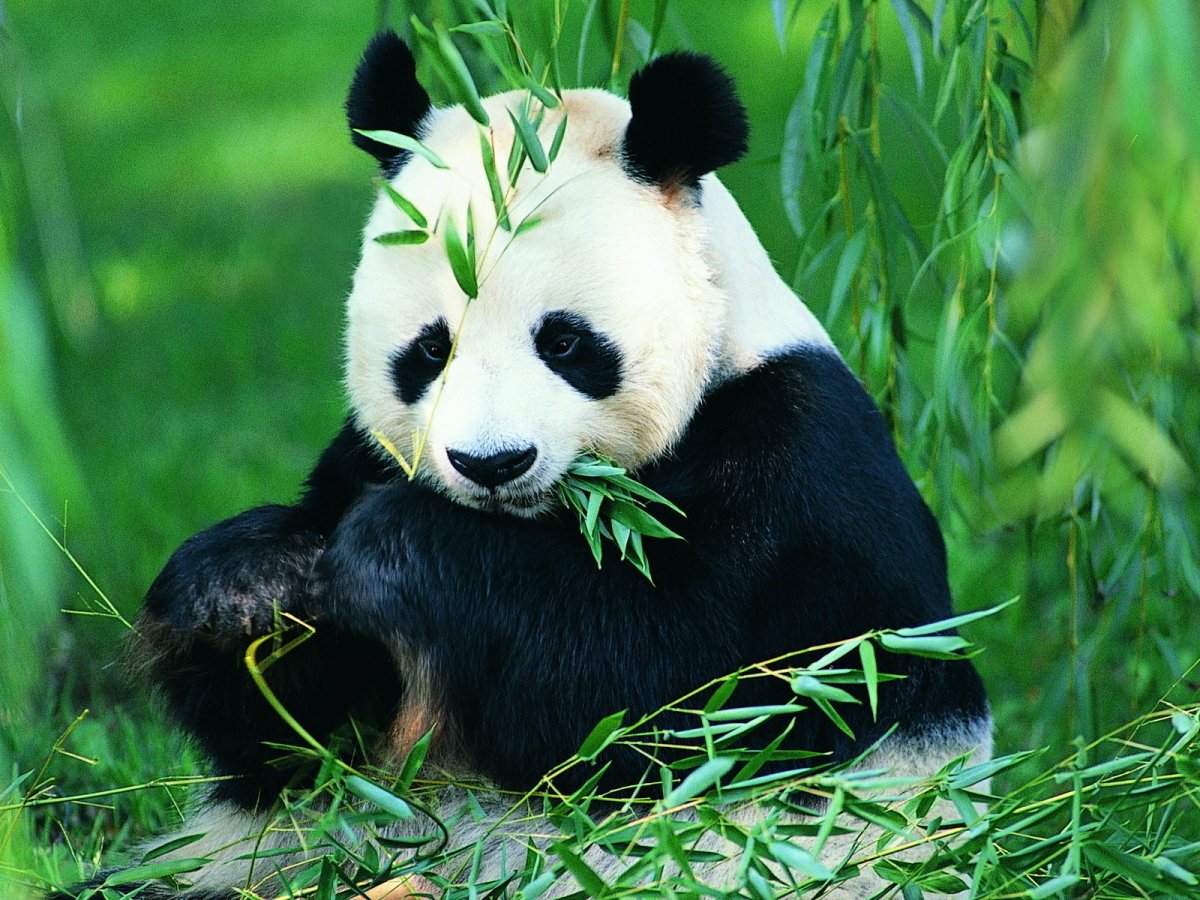 Большая Панда