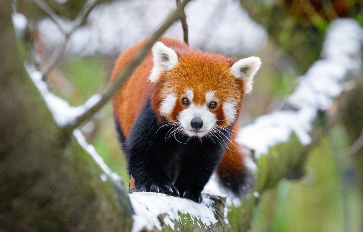 Ailurus Fulgens