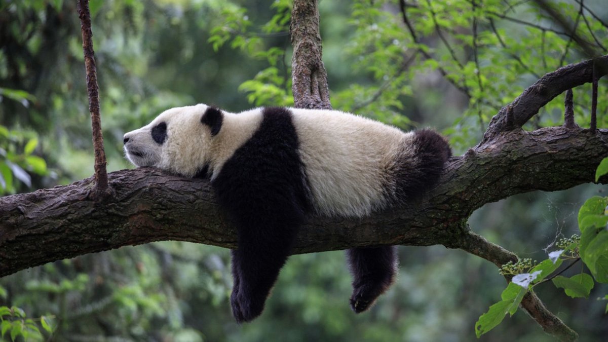 Маленькие панды Хищные животные