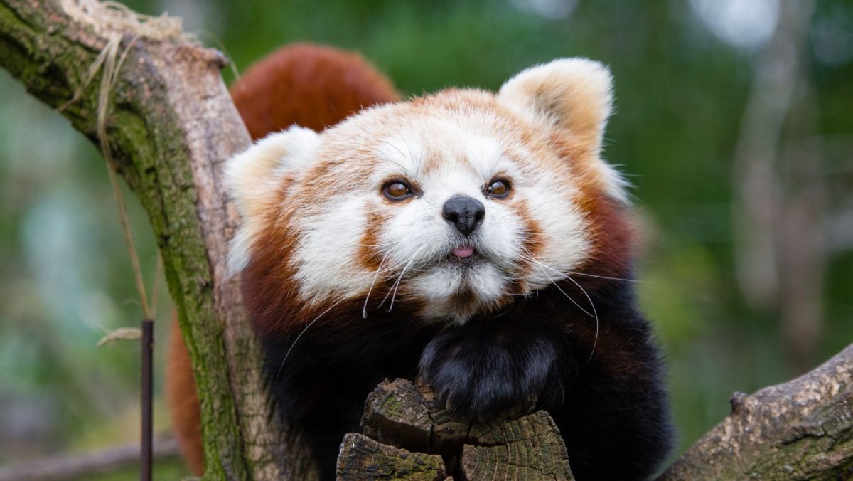 Панда бамбуковый медведь