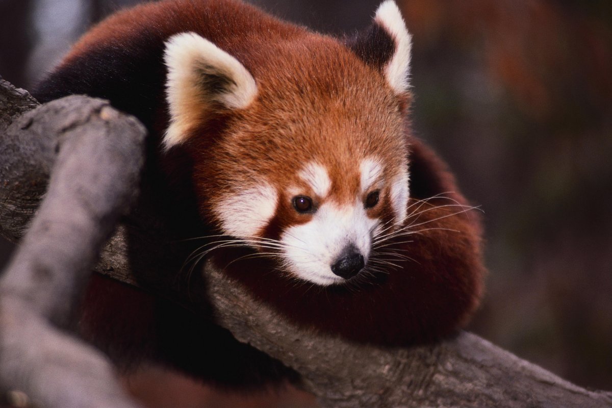 Красная китайская Панда