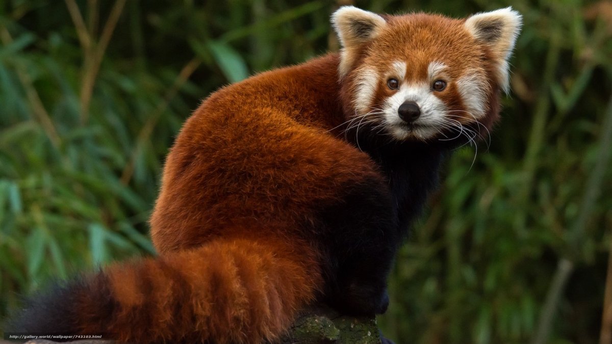 Красноухая Панда