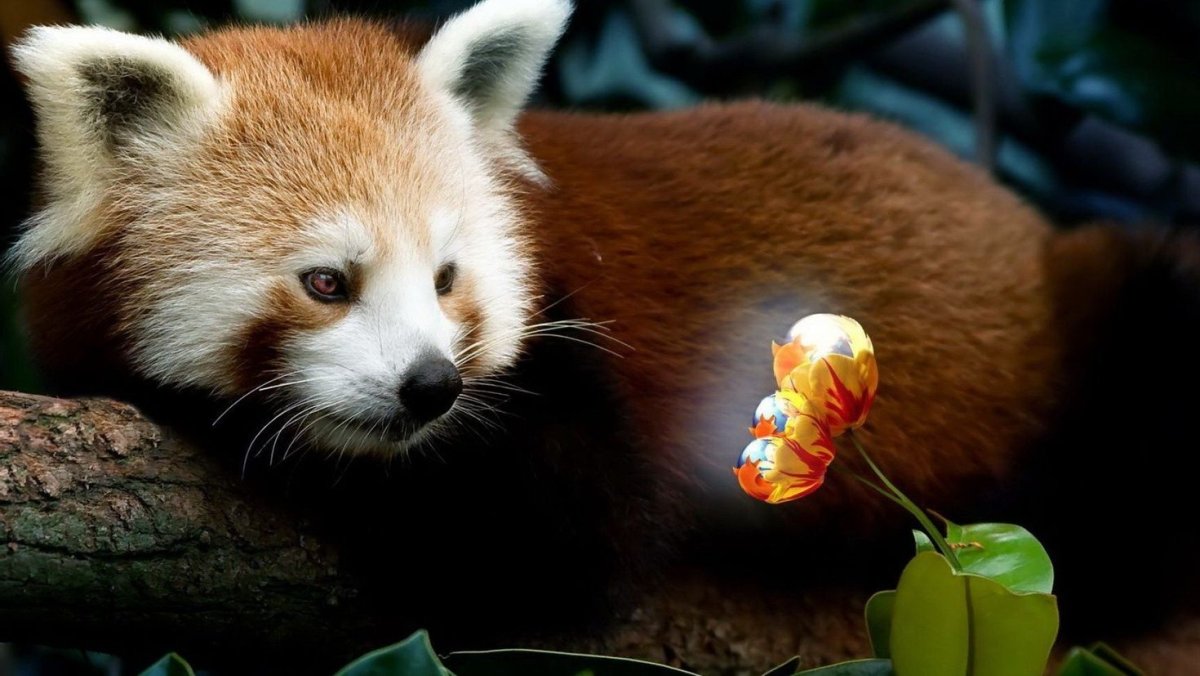 Панда мама и малыш