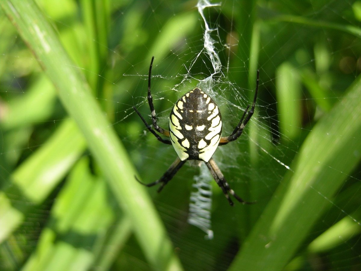 Argiope aetheroides