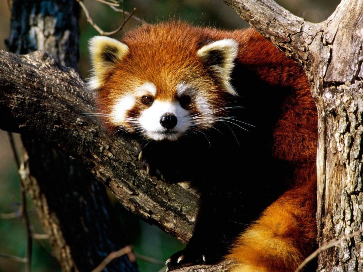 Малая Панда (Ailurus Fulgens