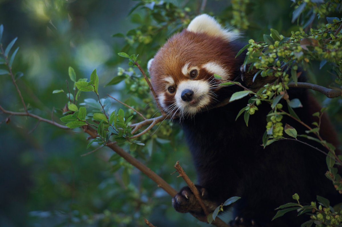 Большая Панда с бамбуком