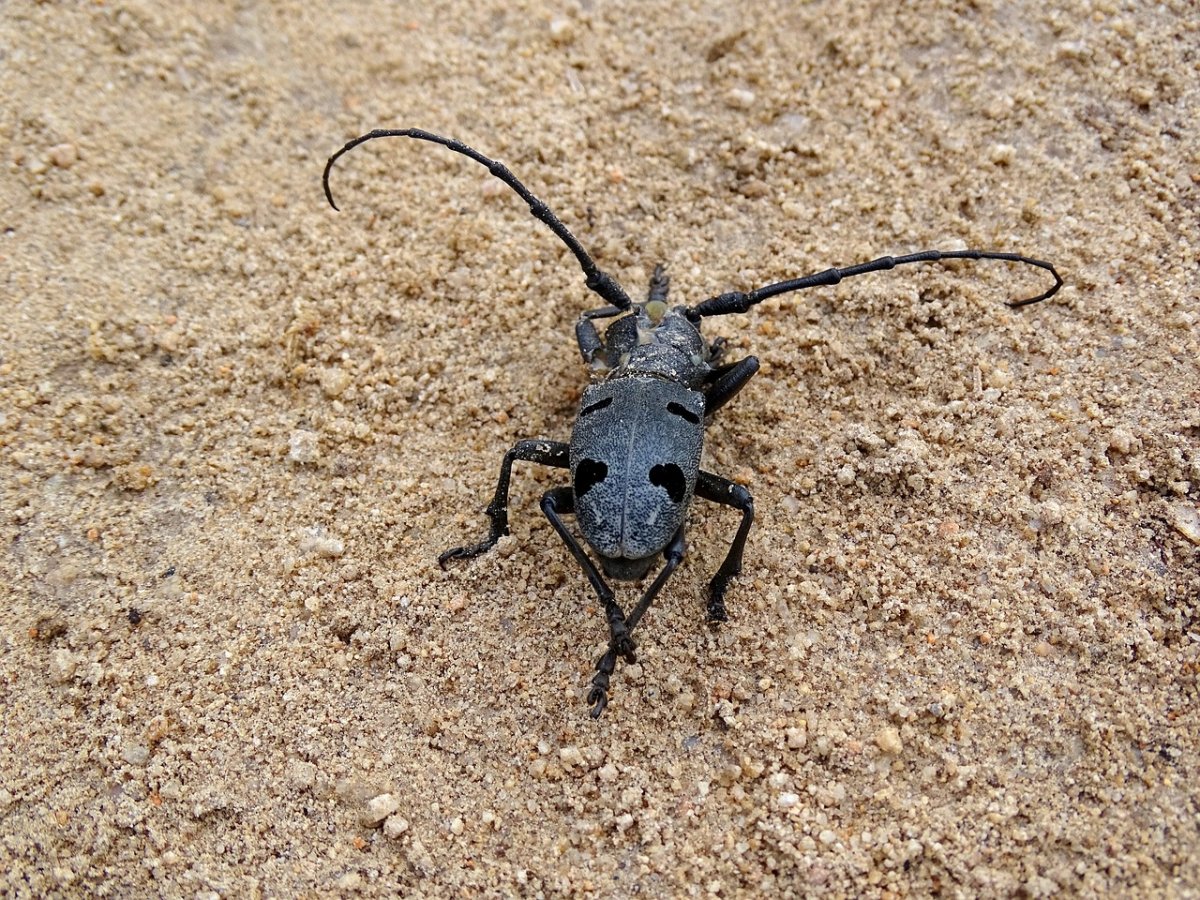 Лесные жуки в почве