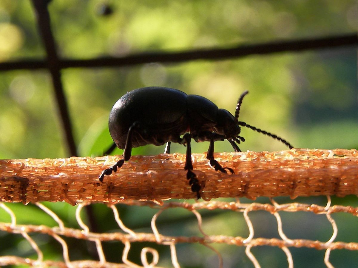 Жук Nicrophorus Germanicus