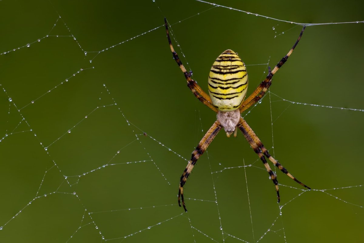 Argiope bruennichi паук