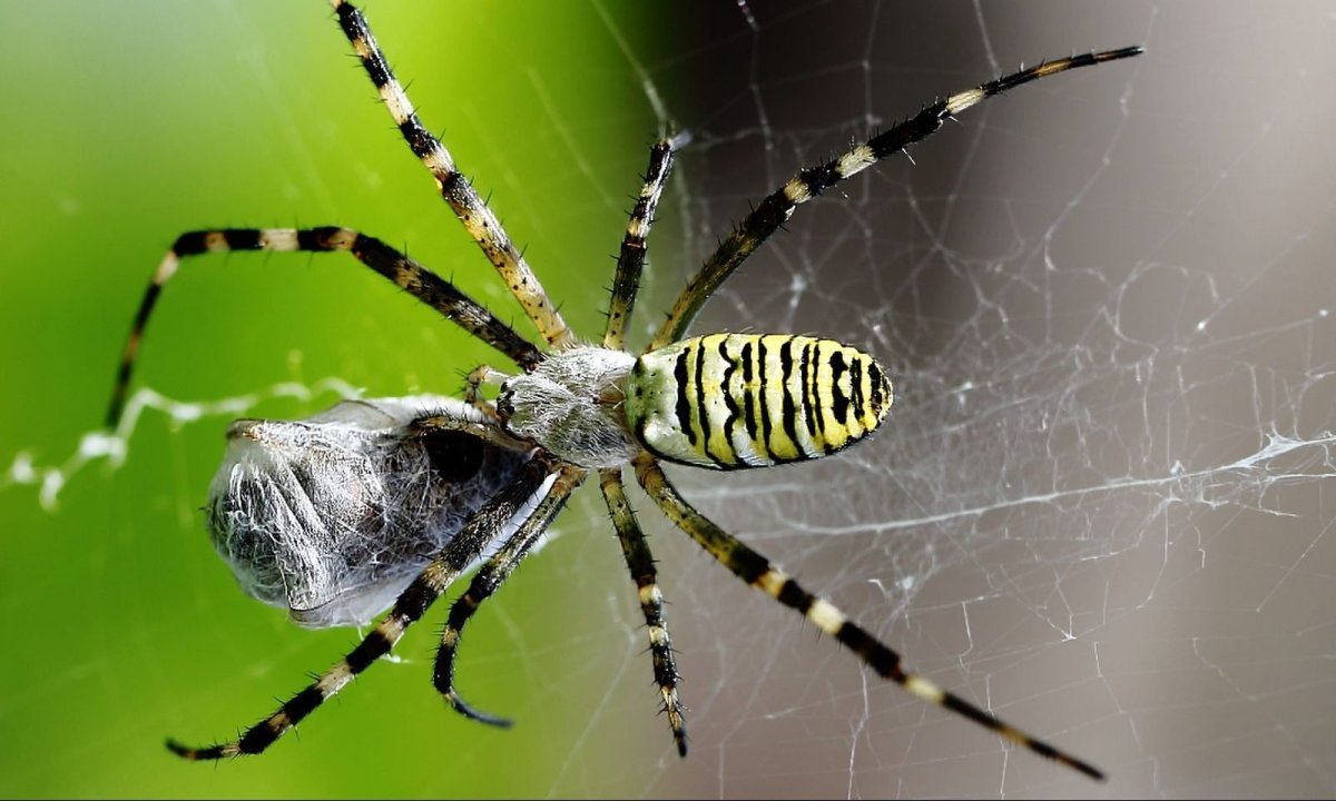Аргиопа Брюнниха (паук-Оса)