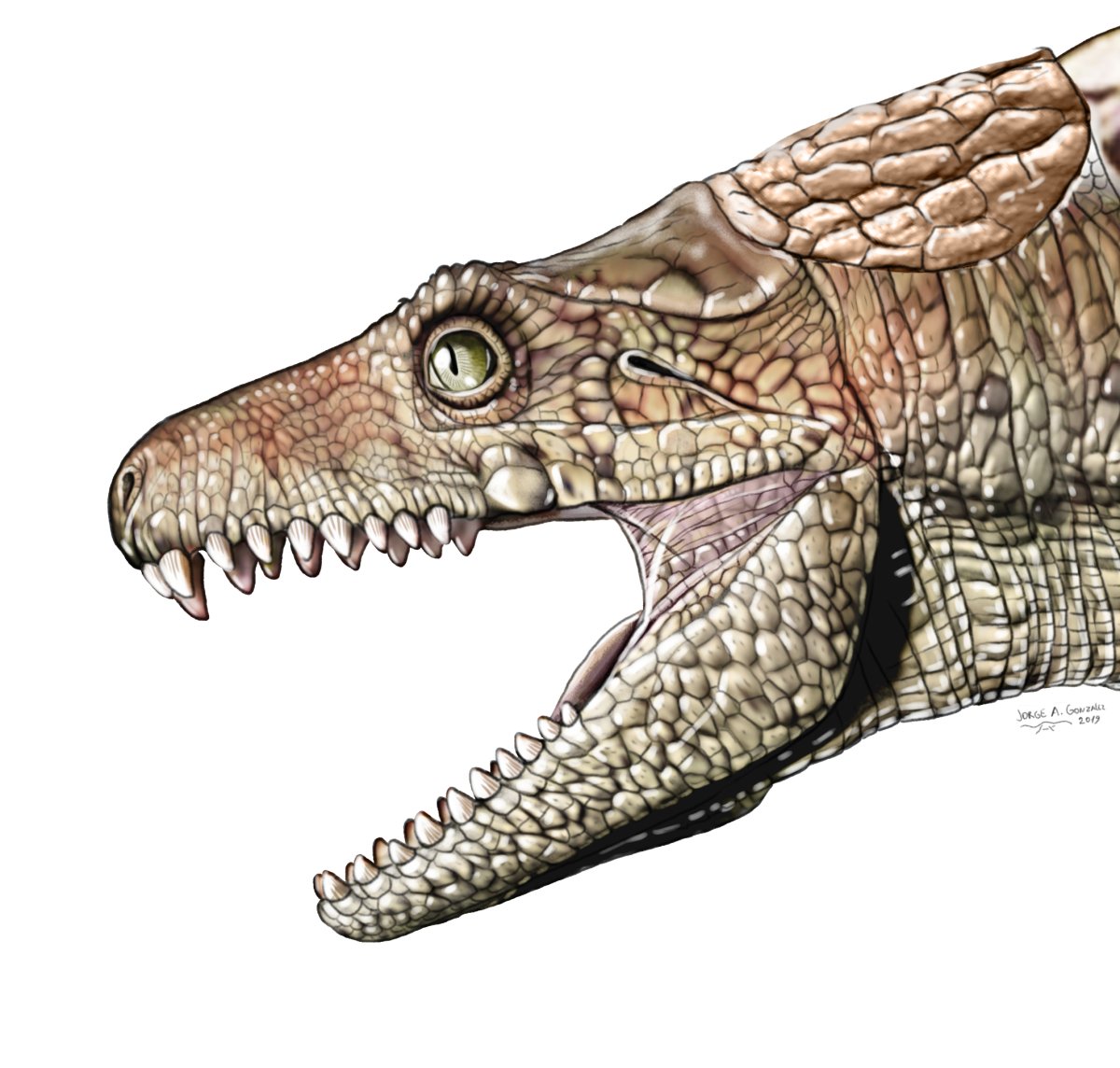 Протозух крокодил