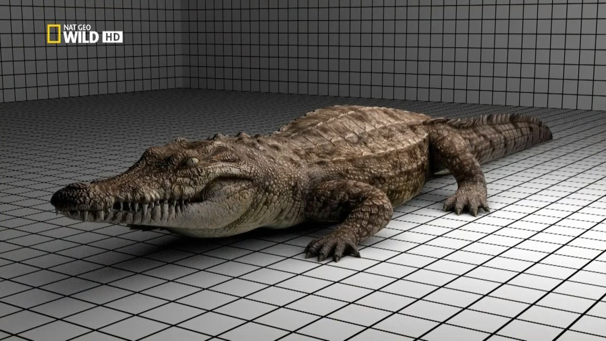 Самый гигантский крокодил в мире