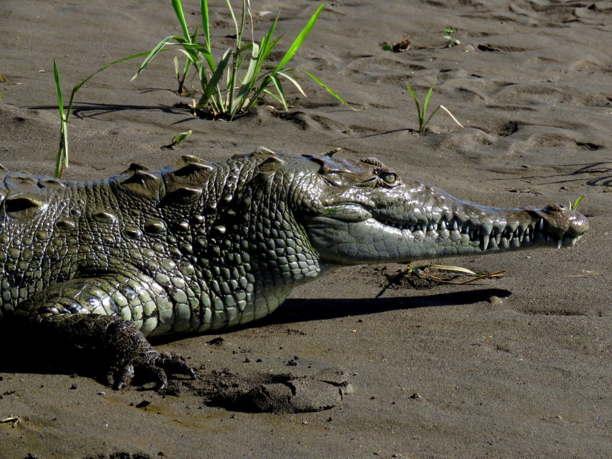 Крокодил Стоматозух