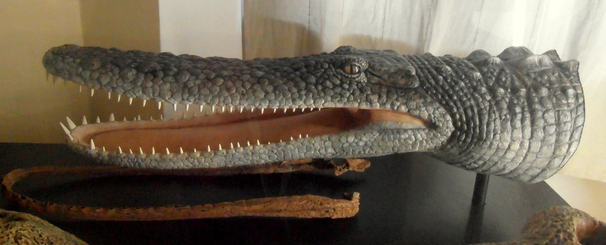 Дейнозуха пурусзавр