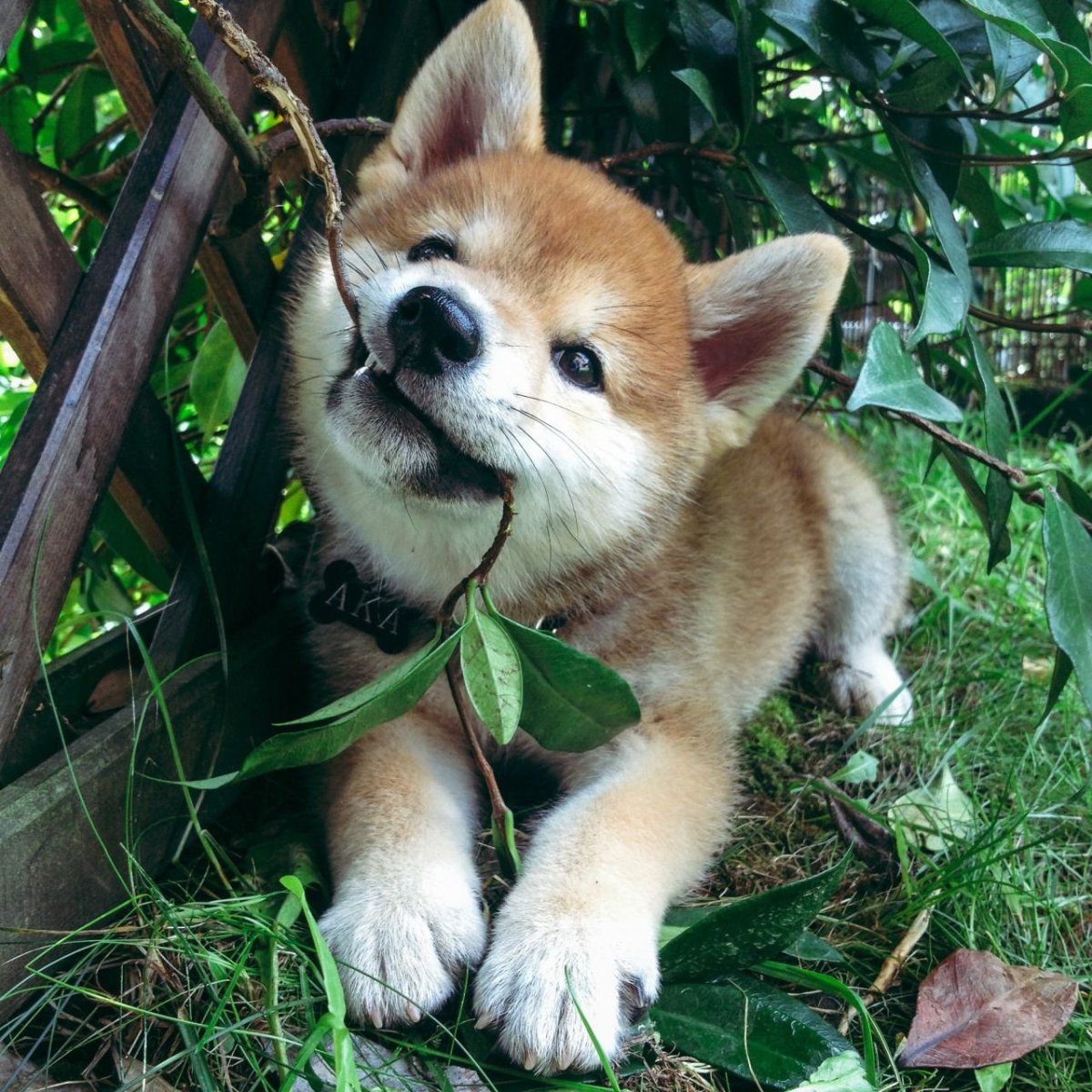 Радостные животные