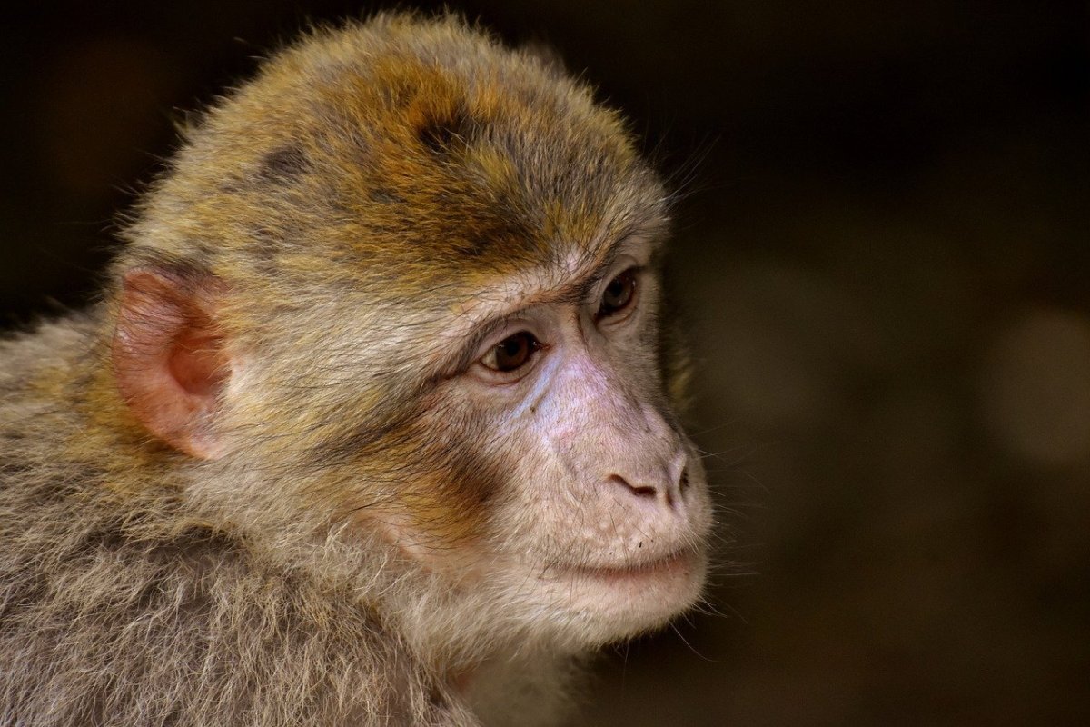 Обезьянка с ушами