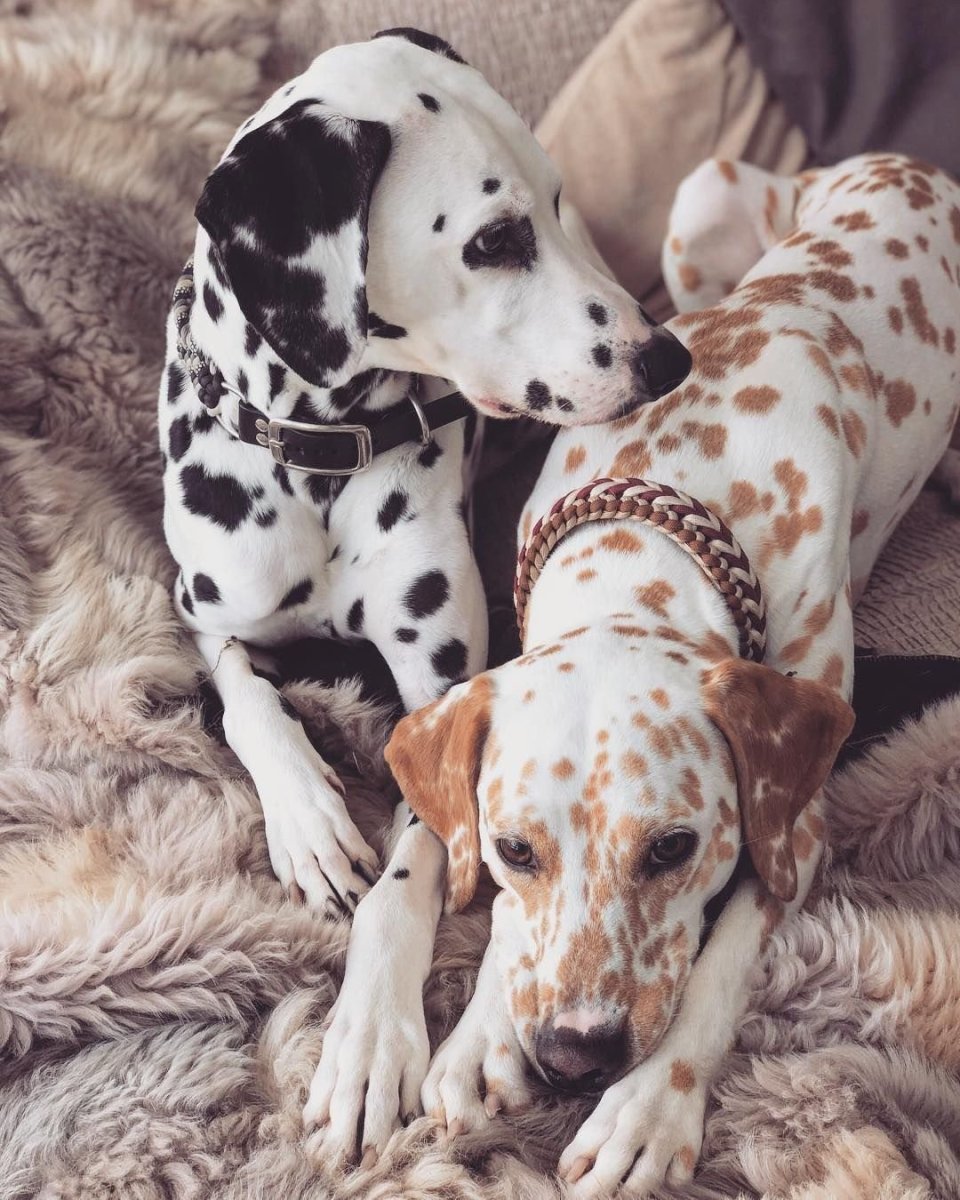 Все фото Пинтерест животных