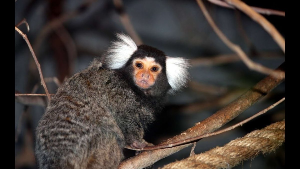 Обезьянка игрунка белая