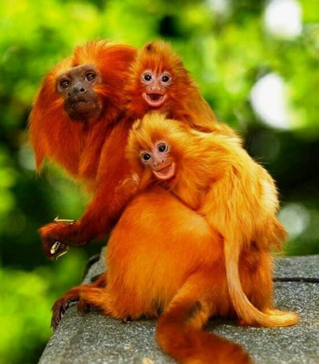 Золотистый львиный Тамарин