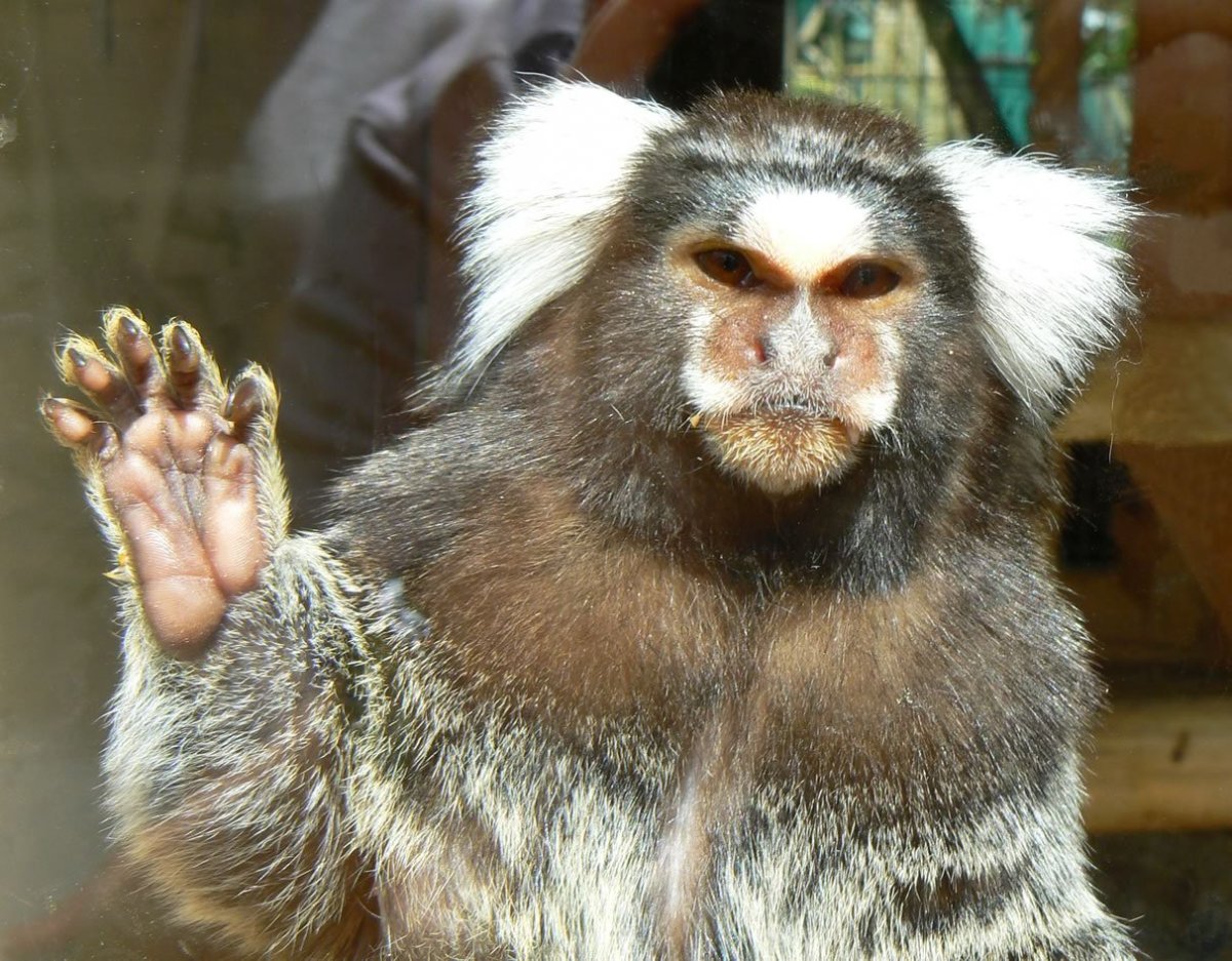 Пушистая обезьяна