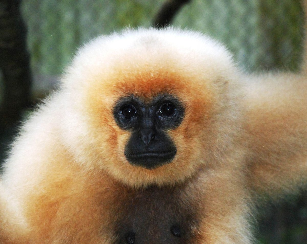 Приматы из Индокитая