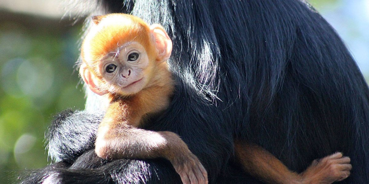 Краснолицый Гульман