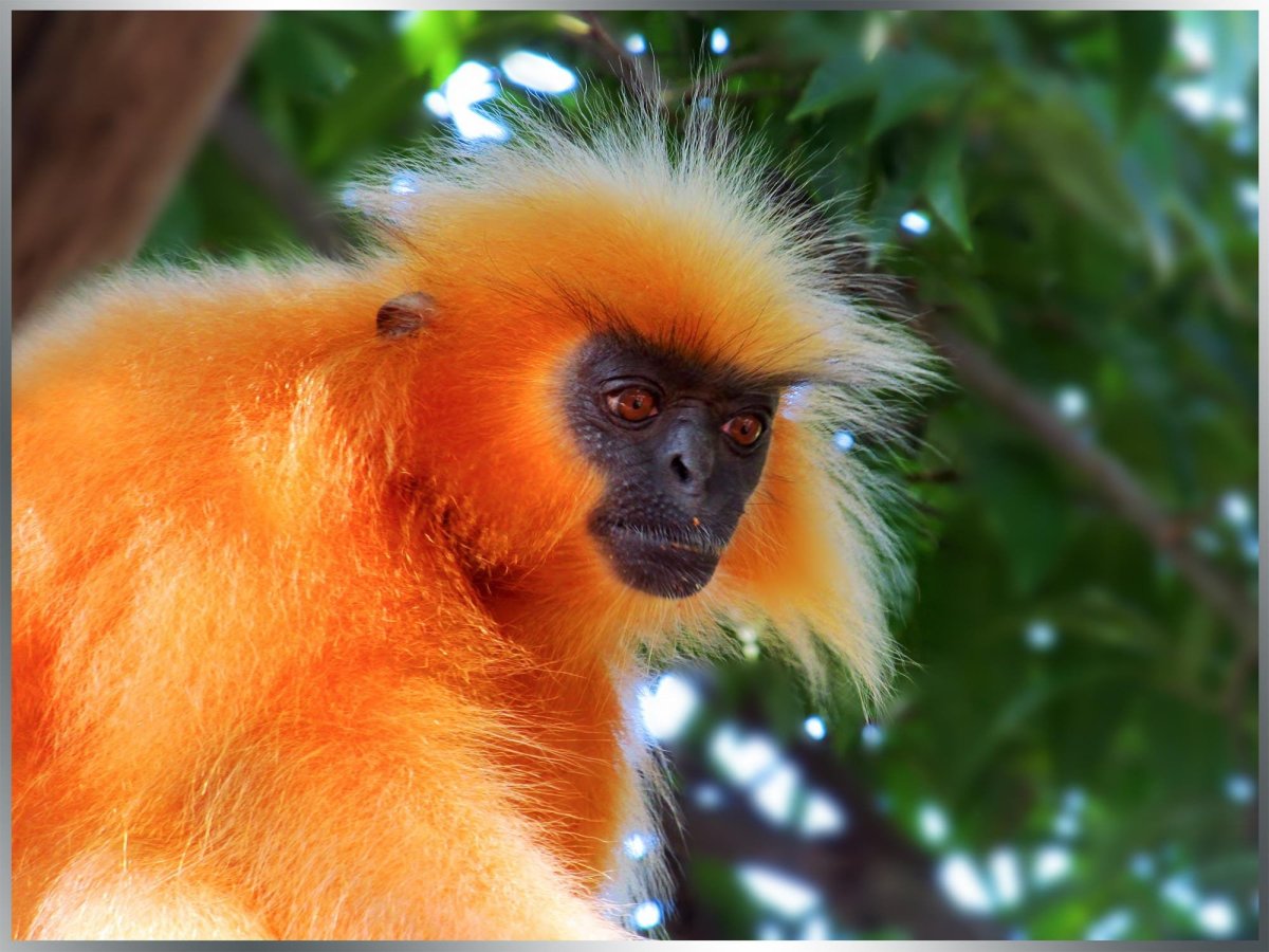 Златоглавый Лангур