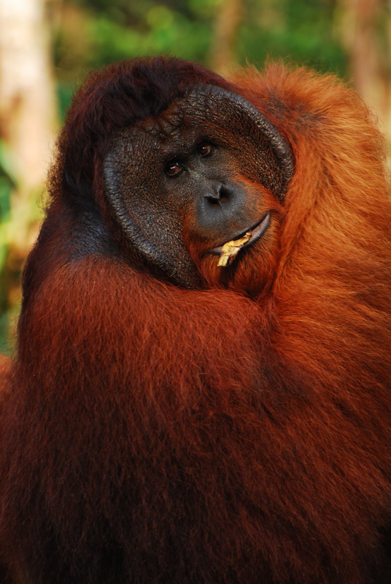 Орангутан и горилла