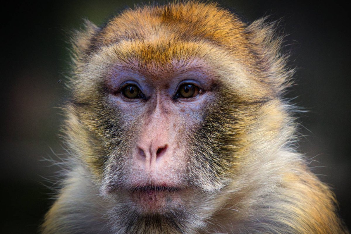 Обезьяна макака