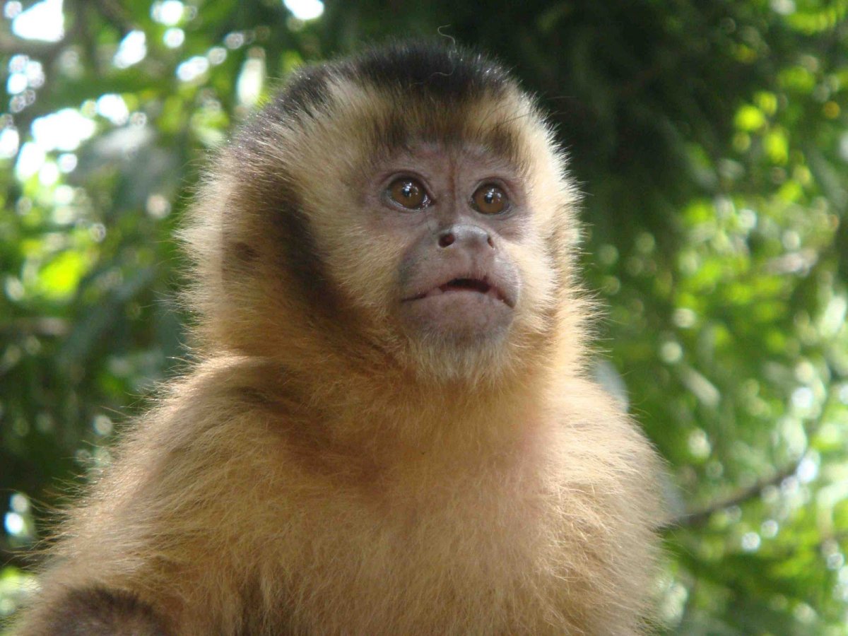 Породы домашних обезьян