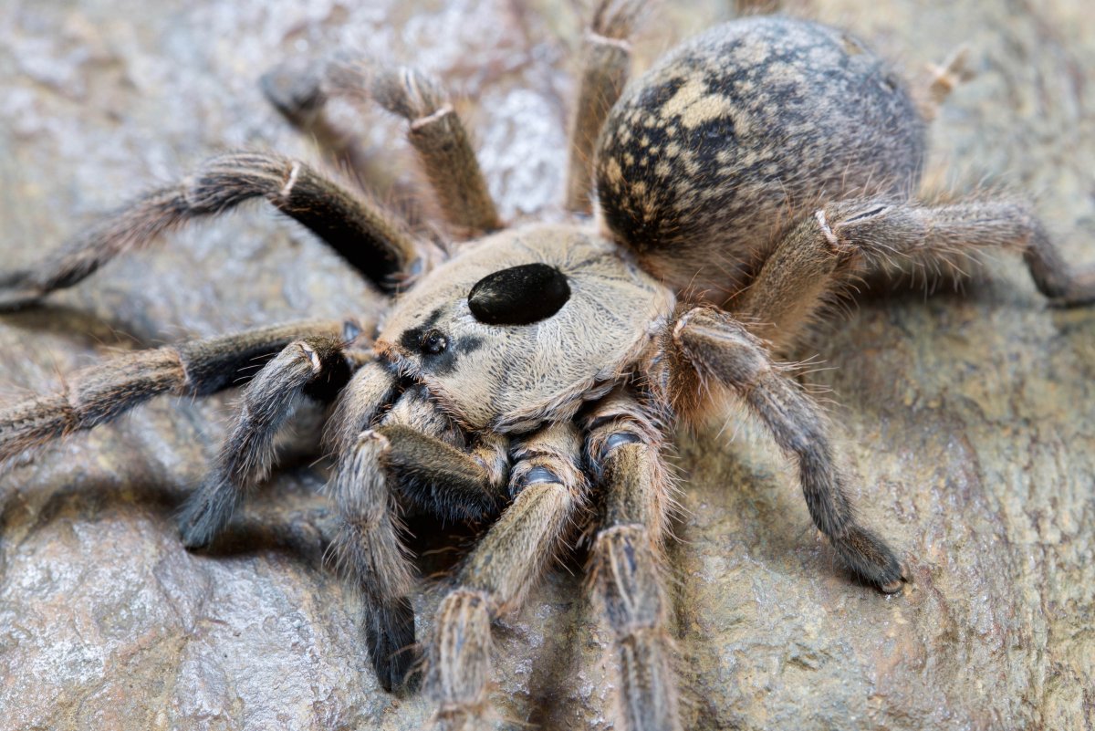 Cheiracanthium mildei паук