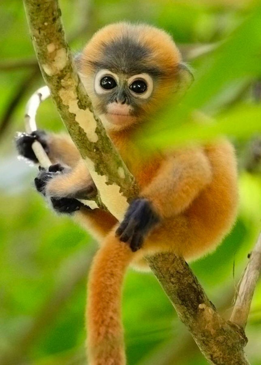 Милые обезьяны