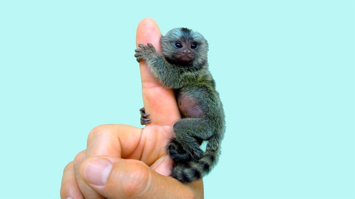 Маленькая обезьянка мармозетка