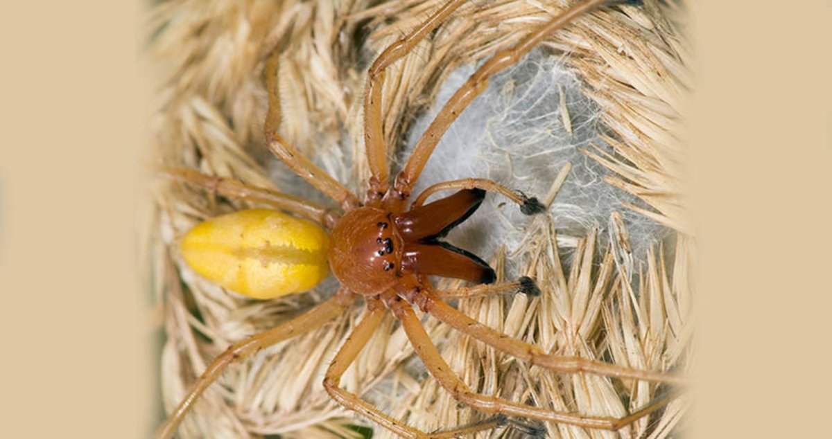 Ceratogyrus brachycephalus