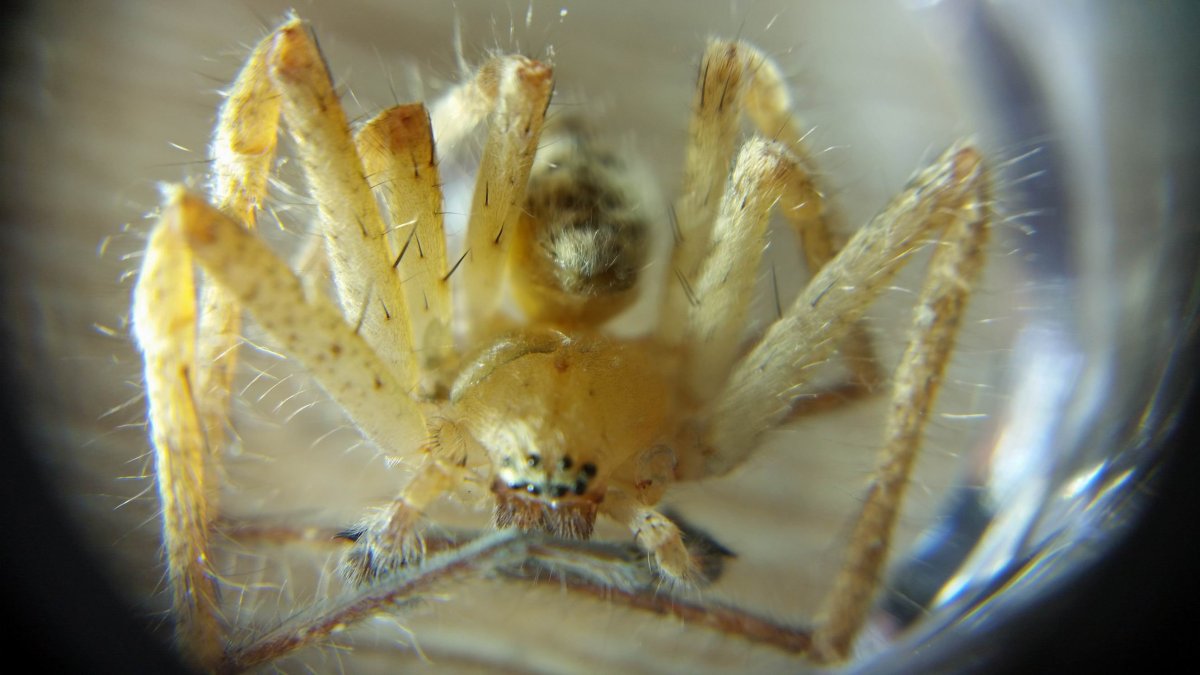 Cheiracanthium inclusum паук